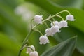 Lily of the valley Convallaria majalis, close-up of white flowers